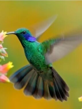 Meet your Posher, Isabel